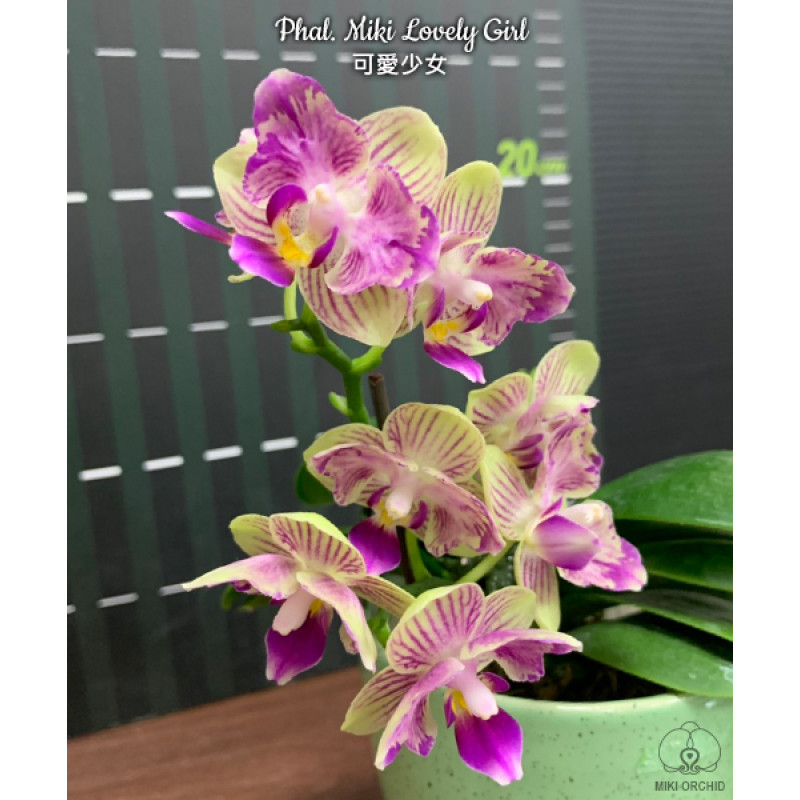 Орхидея Phal. Miki Lovely Girl бабочка - купить, доставка Украина
